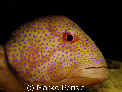Portrait of a Coral Grouper. South Red Sea. by Marko Perisic 